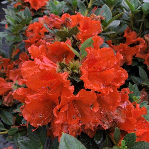 Rhododendron x 'NCRX6' ~ PW® Perfecto Mundo® Orange Azalea