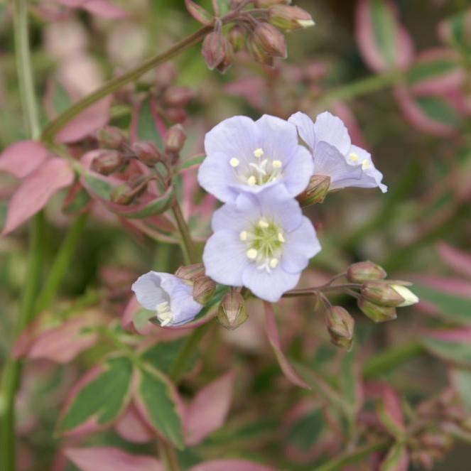 Polemonium reptans 'Stairway to Heaven' ~ Stairway to Heaven Creeping Jacob's Ladder