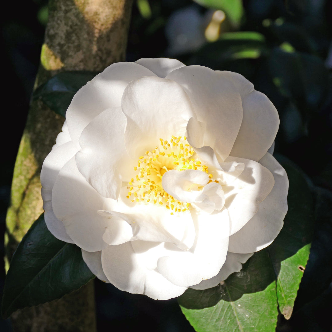 Camellia japonica 'April Snow' ~ April Snow Camellia