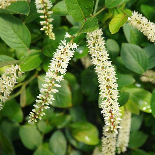 Itea virgen Itea virginica 'SMNIVDFC' USPP 30,233 ~ Scentlandia® Sweetspire