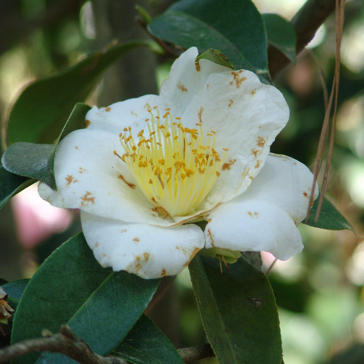 Camellia japonica 'Ondas plateadas' ~ Camelia ondas plateadas