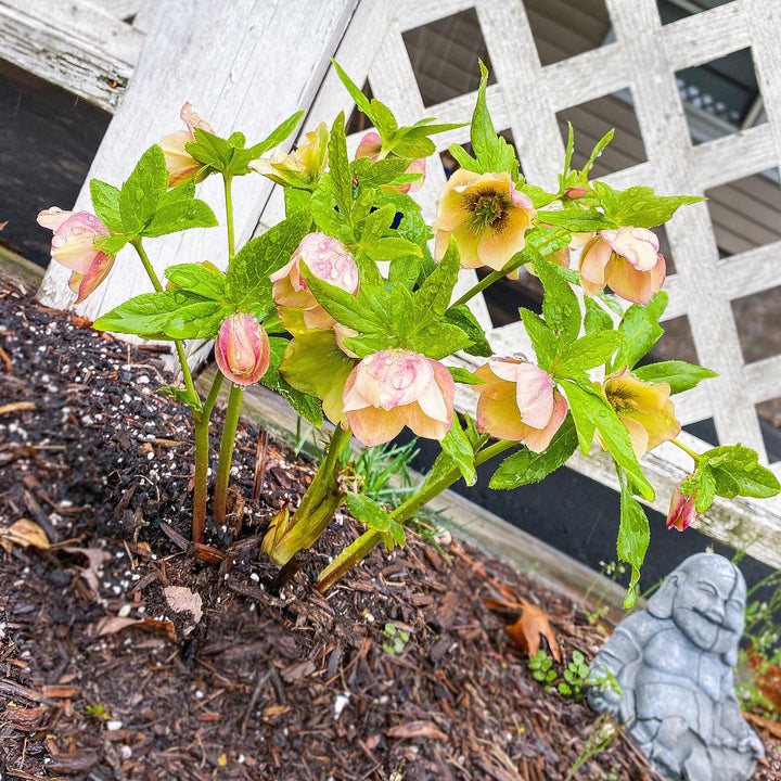Helleborus 'Sandy Shores' ~ Honeymoon® Sandy Shores Lenten Rose