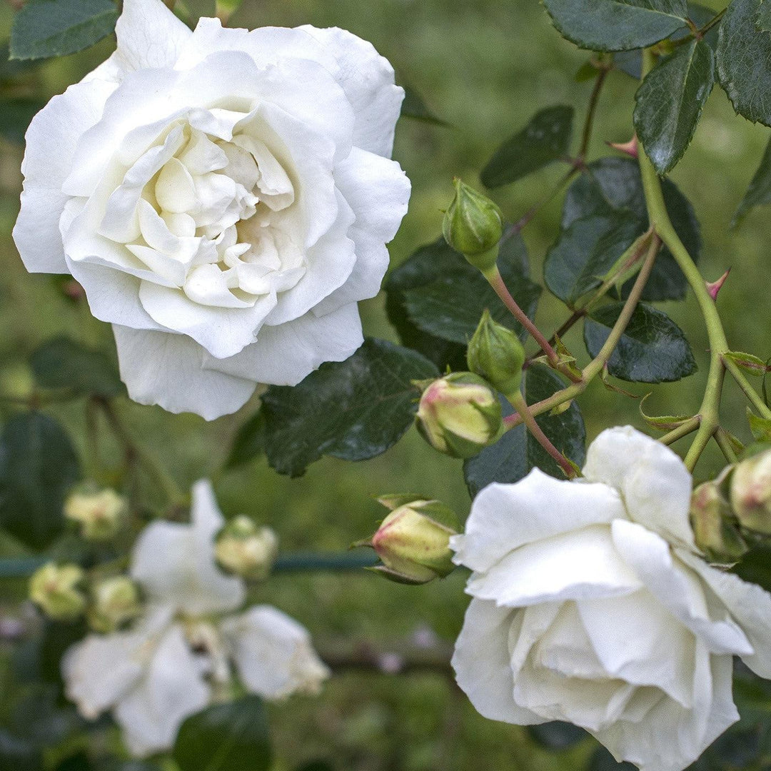 Rosa 'White Dawn' ~ White Dawn Rose