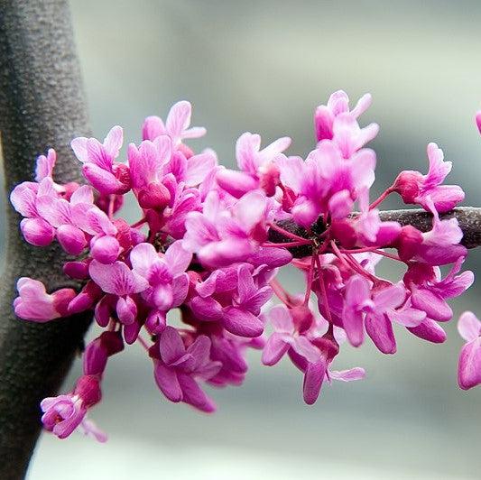 weeping lavender twist redbud tree Cercis canadensis 'Covey' ~ Lavender Twist® Redbud – JTSOP Farms