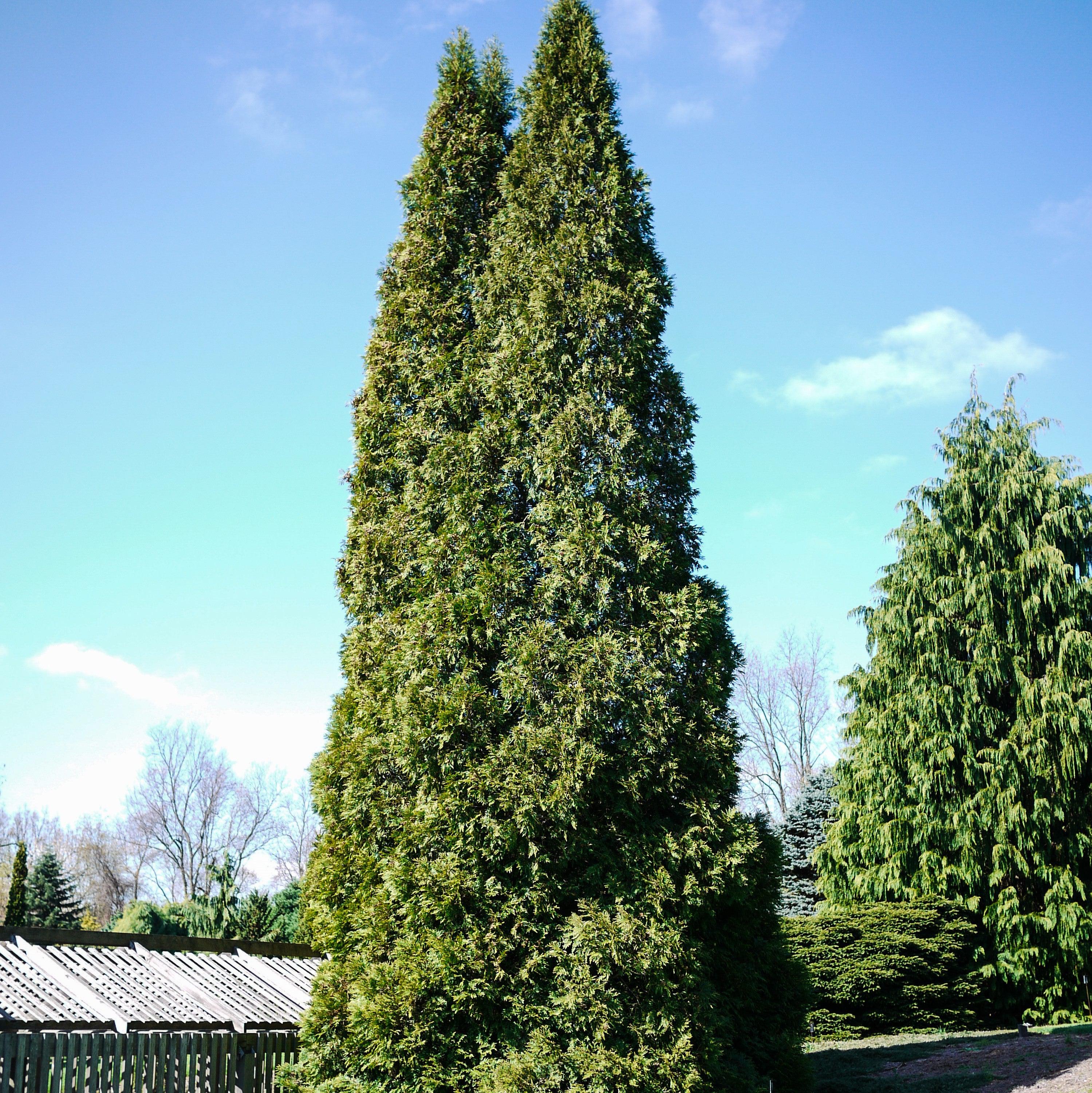 Thuja occidentalis 'Hetz Wintergreen' ~ Hetz Wintergreen Arborvitae – JTSOP  Farms