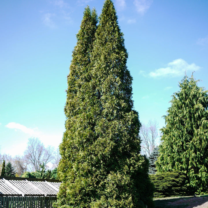 Thuja occidentalis 'Hetz Wintergreen' ~ Hetz Wintergreen Arborvitae