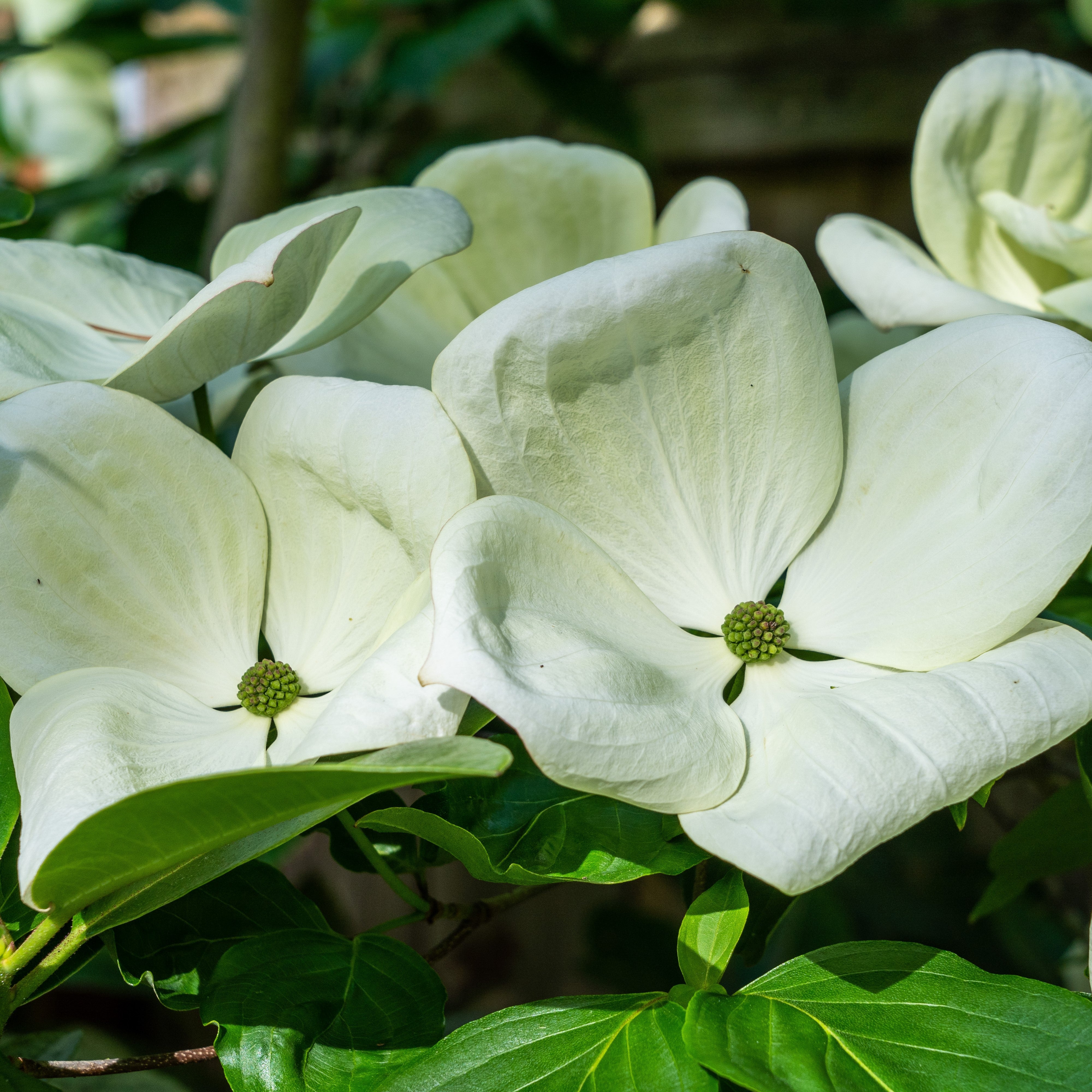 Cornus x 'KN30-8' ~ Venus® Dogwood – JTSOP Farms