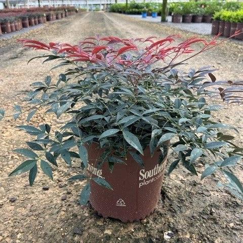 Nandina domestica 'Murasaki' PP21391 ~ Flirt™ Heavenly Bamboo