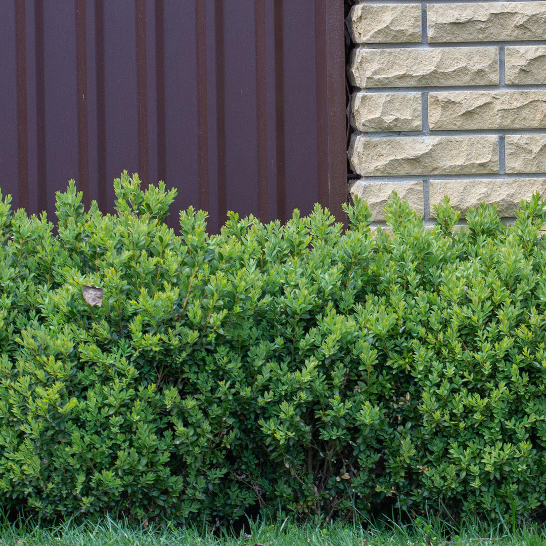 Buxus ‘SB300’ PP32421 ~ NewGen™ Freedom® Boxwood
