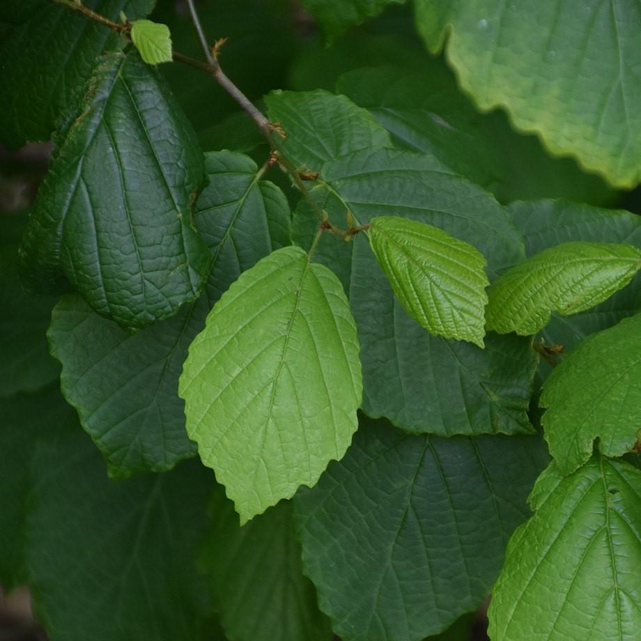 Hamamelis virginiana ~ Hamamelis