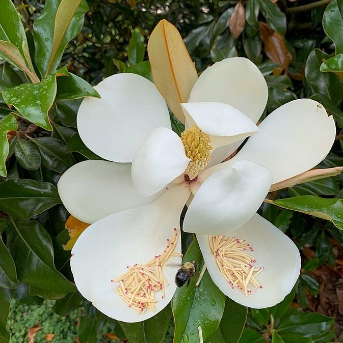 Magnolia grandiflora 'La belleza marrón de Bracken' ~ La belleza marrón de Bracken Magnolia del sur