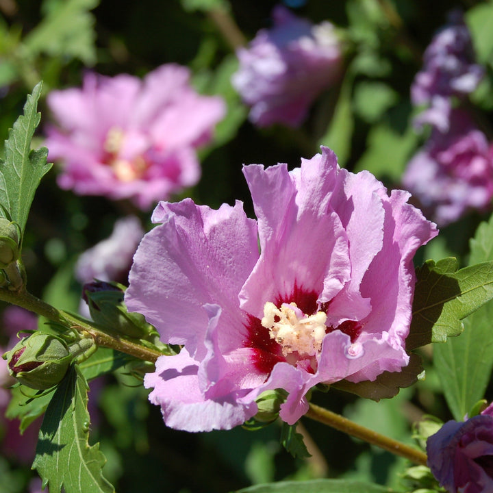 Hibiscus syriacus 'Mineru' ~ First Editions® Tahiti™ Hibiscus