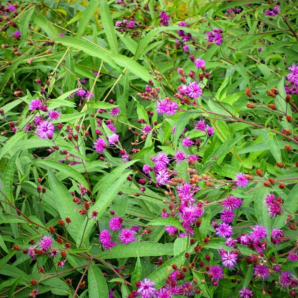 Vernonia noveboracensis ~ New York Ironweed