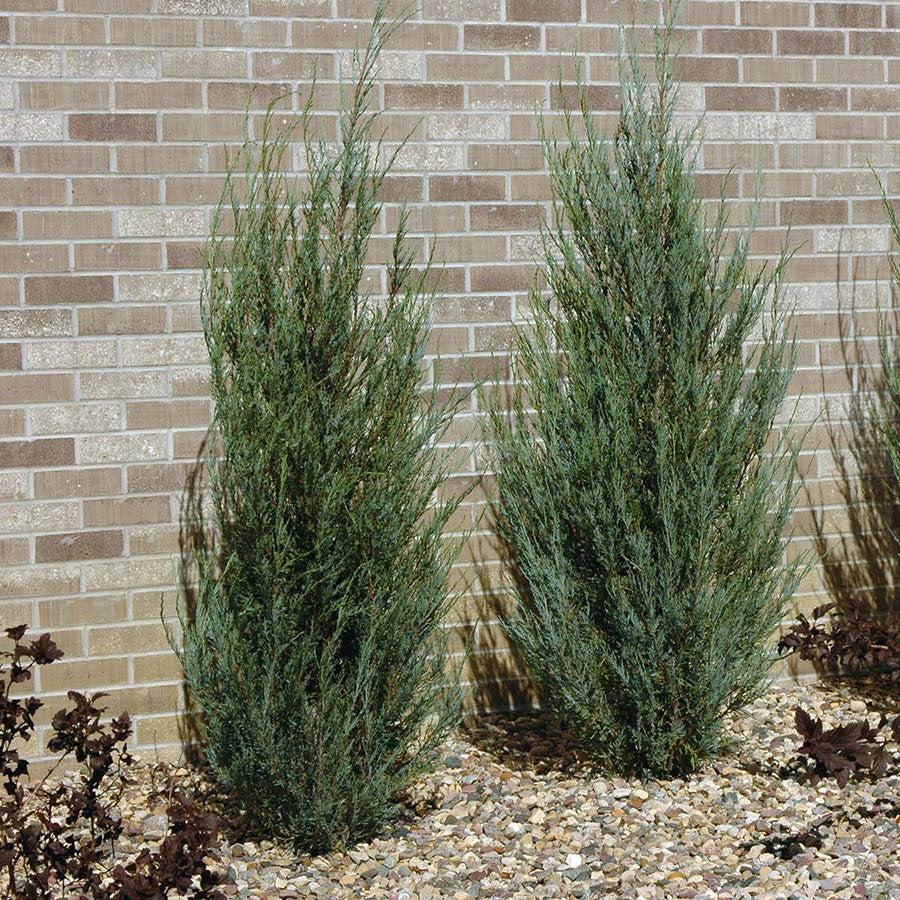 Juniperus scopulorum 'Flecha azul' ~ Enebro de flecha azul