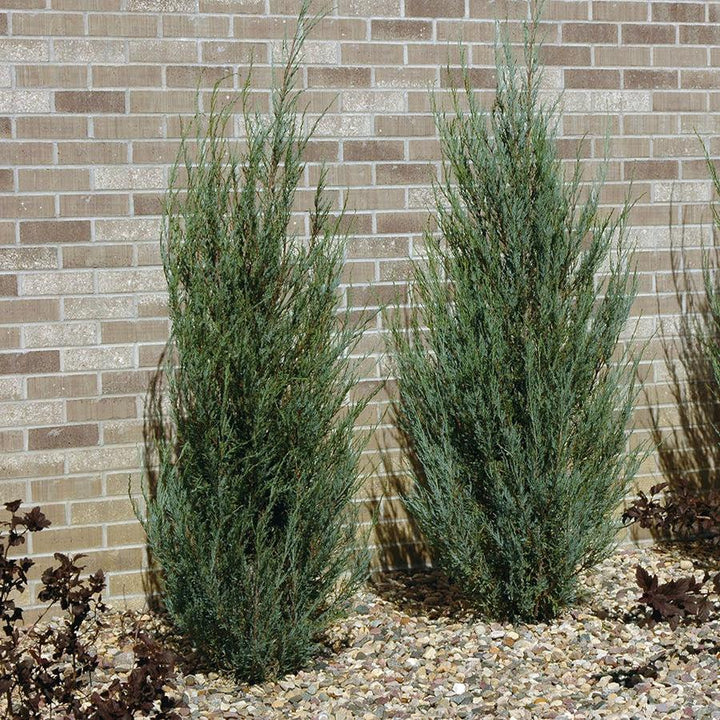 Juniperus scopulorum 'Flecha azul' ~ Enebro de flecha azul