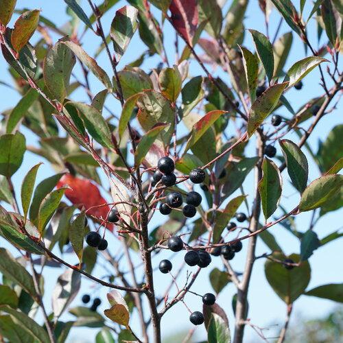 Aronia melanocarpa 'SMNAMPEM' USPP 34,116 ~ PW® Low Scape Snowfire® Aronia