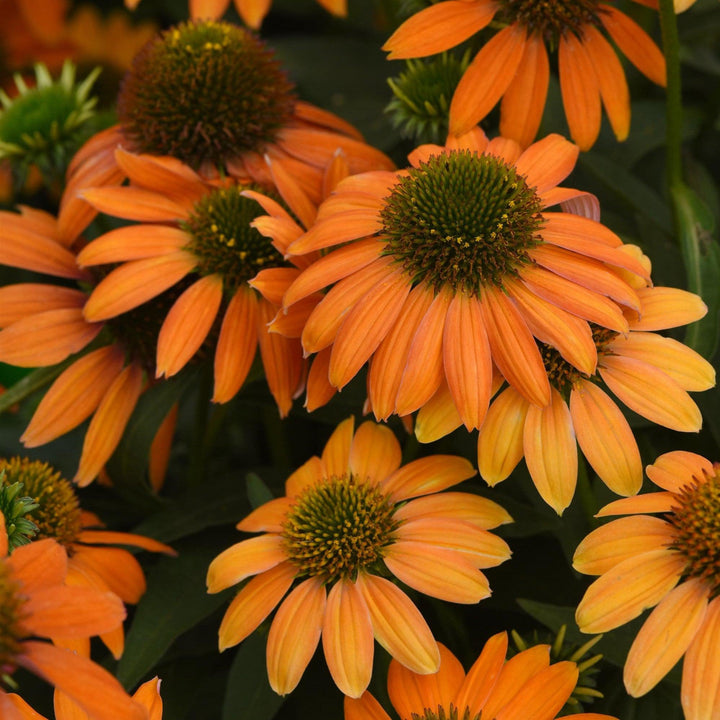 Echinacea 'PAS1308374' ~ Artisan™ Soft Orange Coneflower
