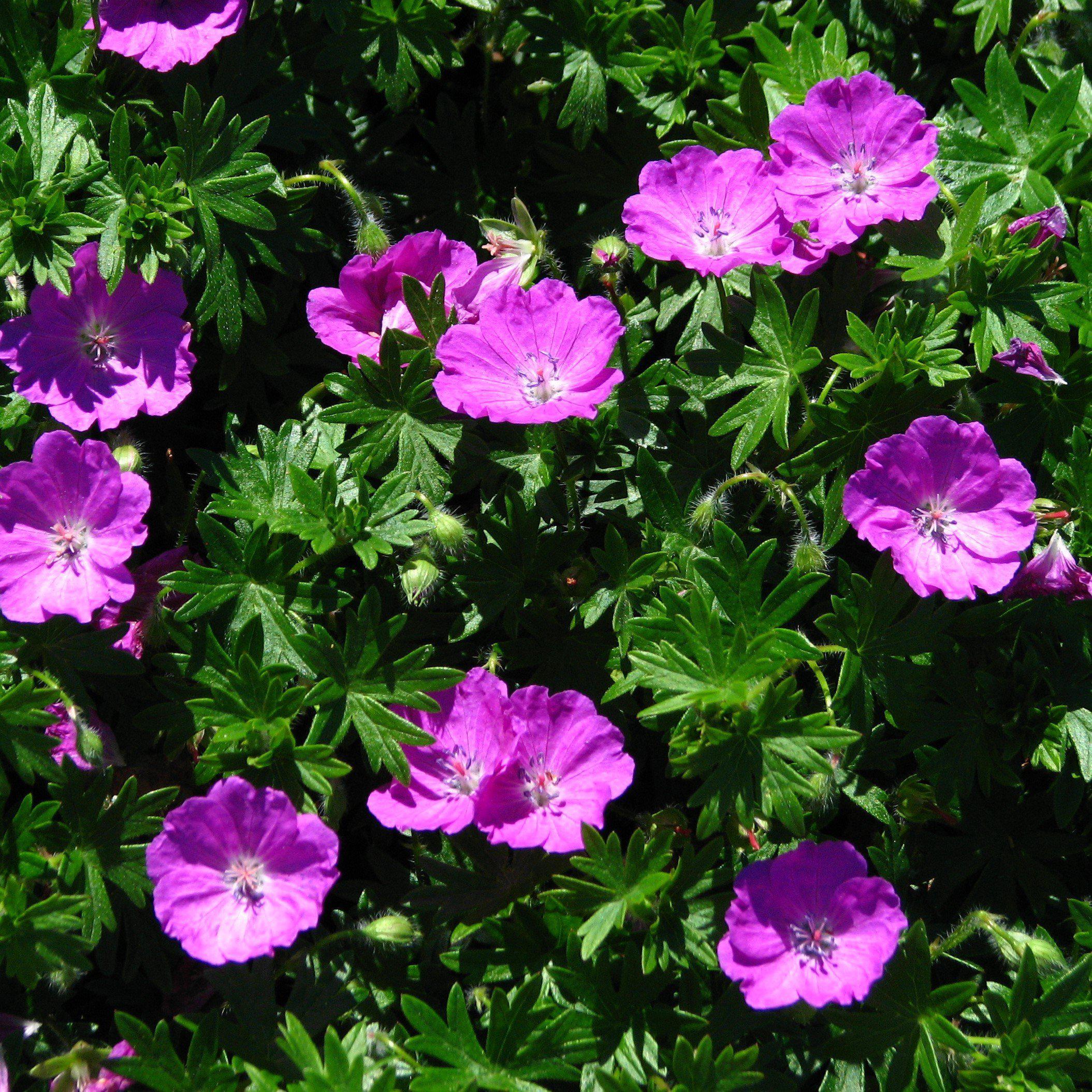 Geranium sanguineum 'Max Frei' ~ Max Frei Bloody Cranesbill – JTSOP Farms