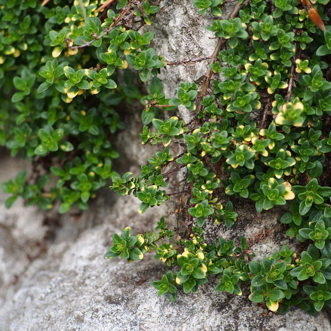 Thymus citriodorus 'Doone Valley' ~ Doone Valley Lemon Thyme