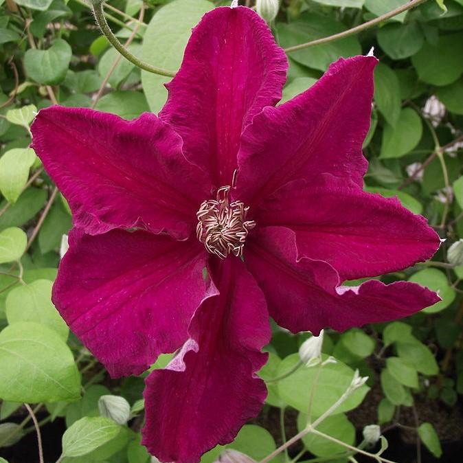Clematis 'Ernest Markham' ~ Ernest Markham Clematis