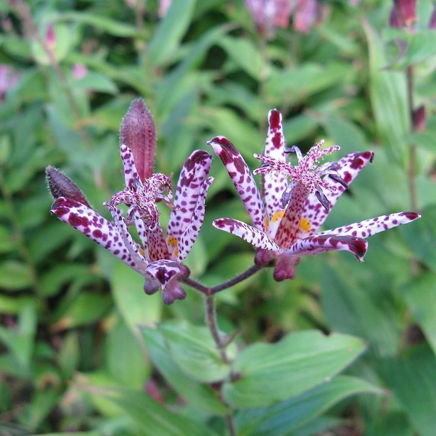Tricyrtis x 'Sinonome' ~ Sinonome Toad Lily