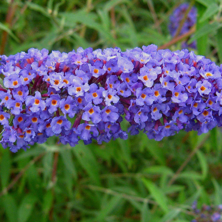 Buddleja davidii 'Nanho Blue' ~ Arbusto de mariposa azul Nanho