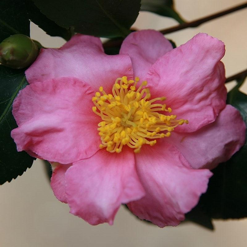 Camellia sasanqua 'Long Island Pink' ~ Long Island Pink
