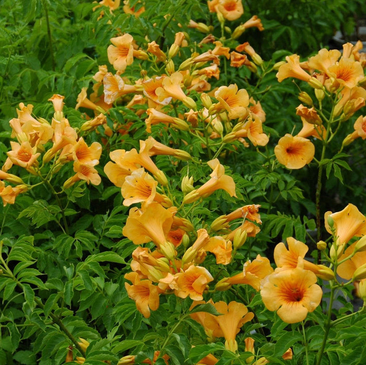 Campsis x tagliabuana 'Takarazuka Yellow' PP 23,918 ~ Summer Jazz™ Sunrise Gold Campsis