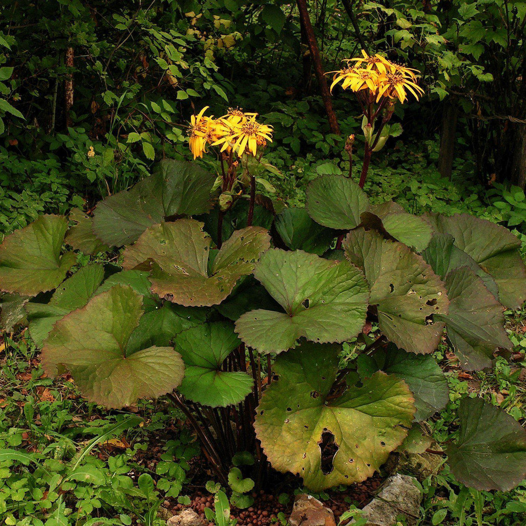 Ligularia dentata 'Desdemona' ~ Desdemona Leopard Plant