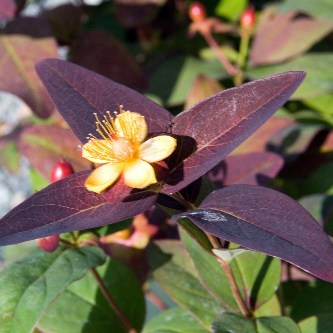 Hypericum androsaemum 'Albury Purple' ~ Albury Purple St. John's Wort