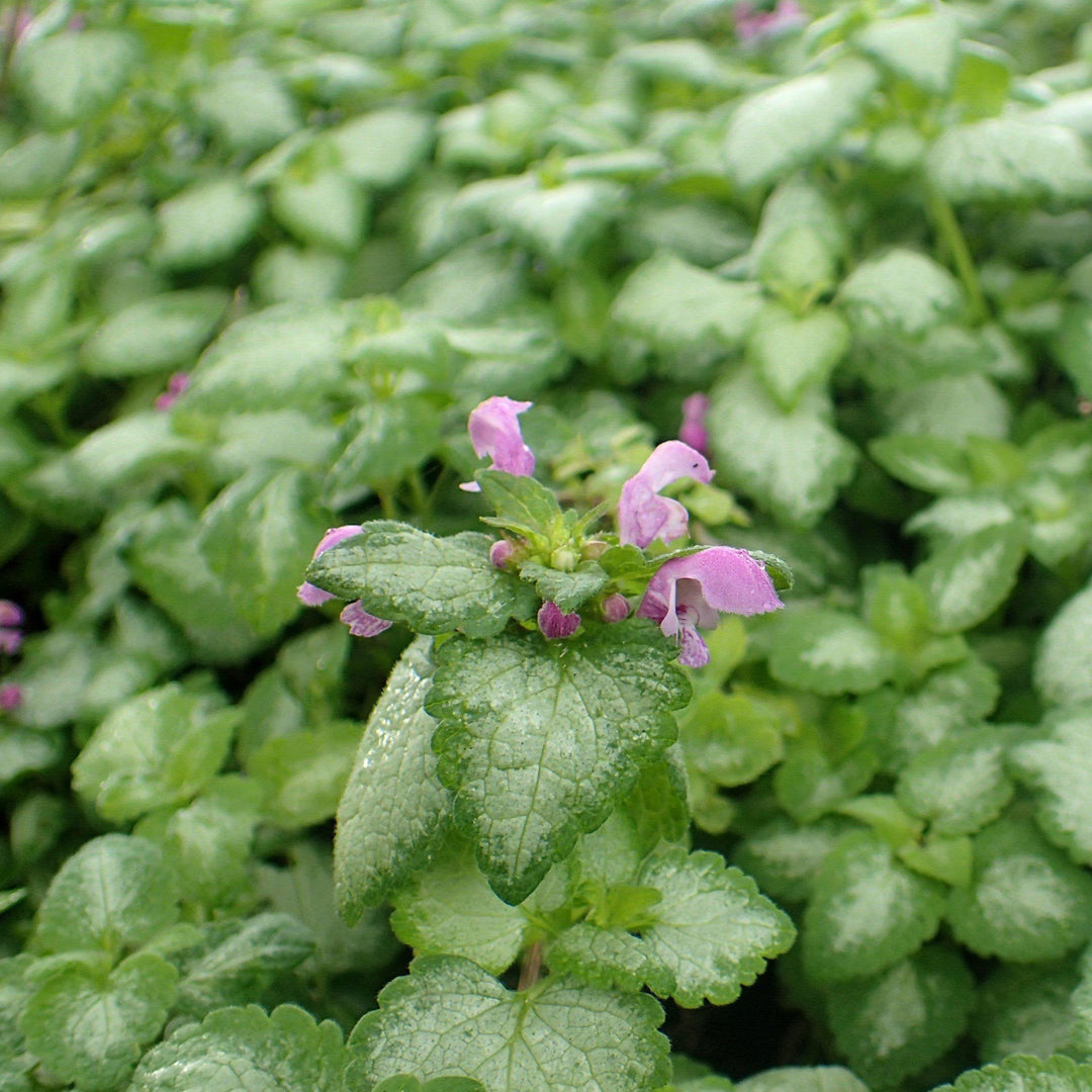 Lamium maculatum 'Red Nancy' ~ Red Nancy Spotted Deadnettle
