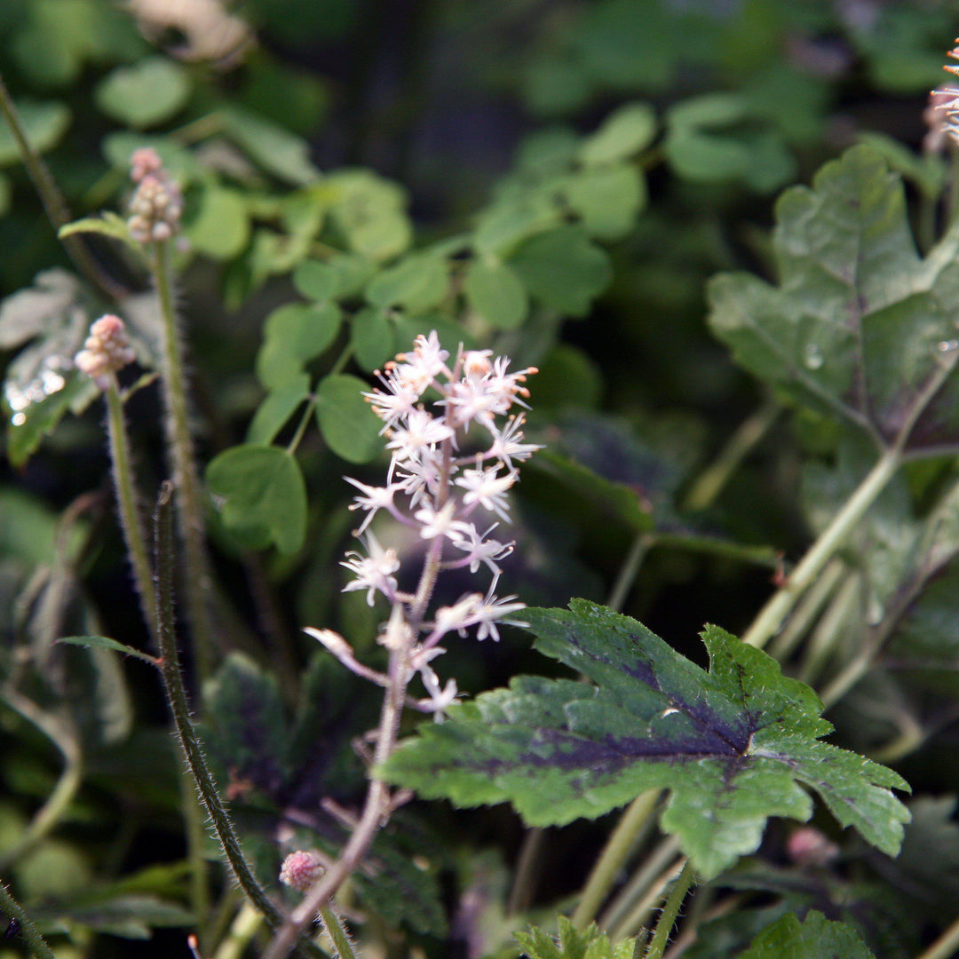 Tiarella cordifolia 'Elizabeth Oliver' ~ Elizabeth Oliver Foam Flower