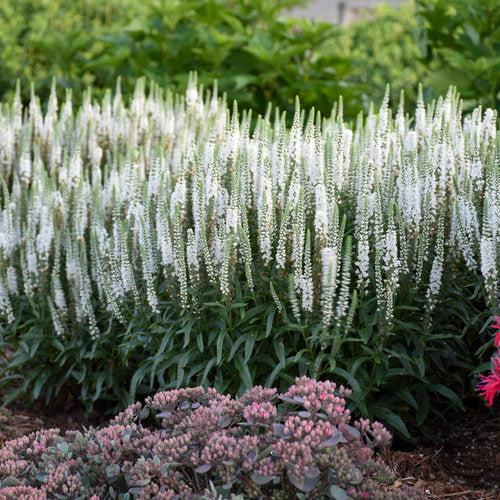 Veronica 'White Wands' ~ Magic Show® White Wands Speedwell