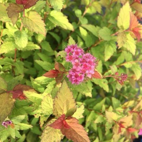 Spiraea japonica 'Matgold' ~ Bloomin' Easy® Pop Rocks® Rainbow Fizz™ Spirea