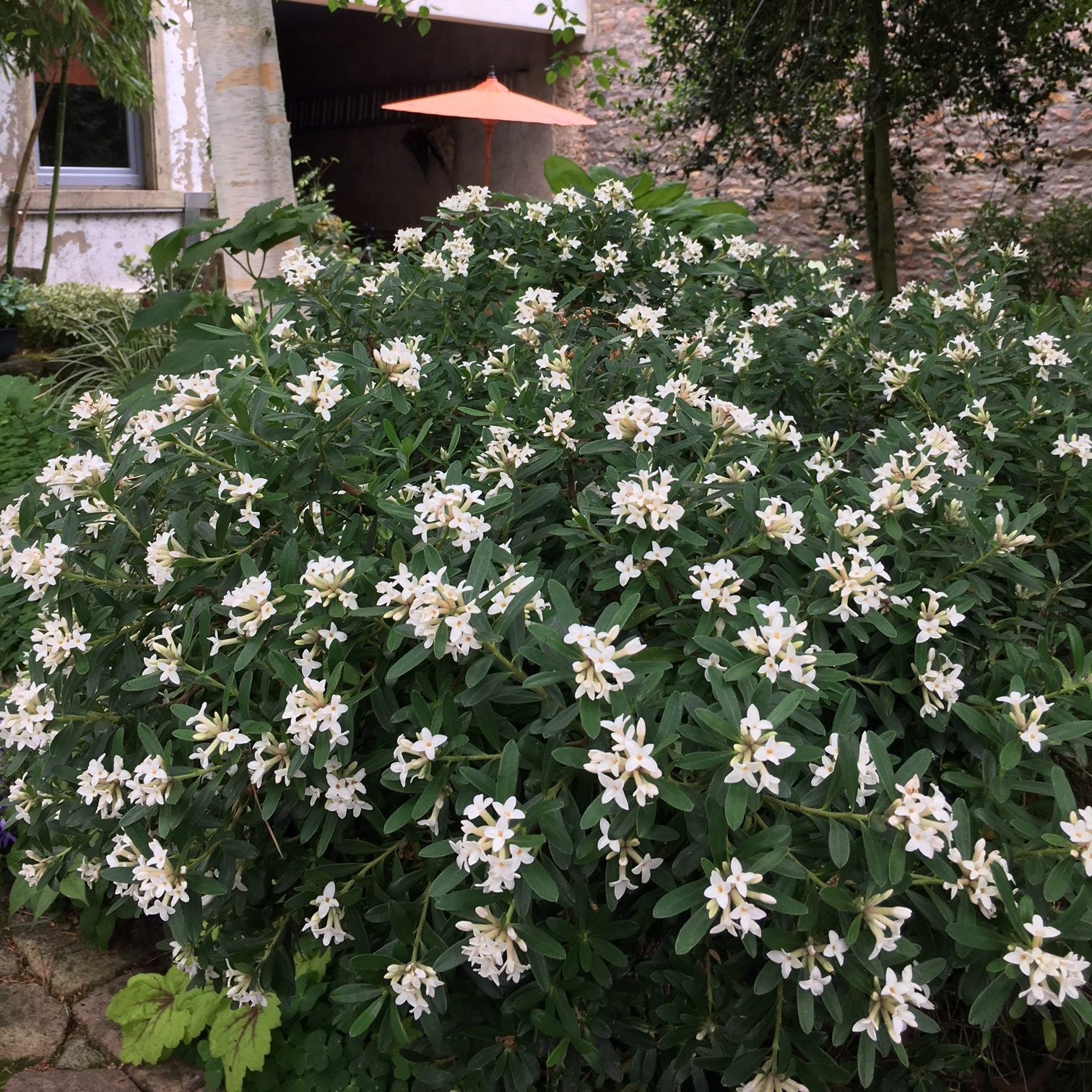 Daphne x transatlantica 'Blafra' PP18361 ~ Eternal Fragrance