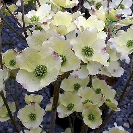 Cornus florida 'Nube Nueve' ~ Nube Nueve Dogwood