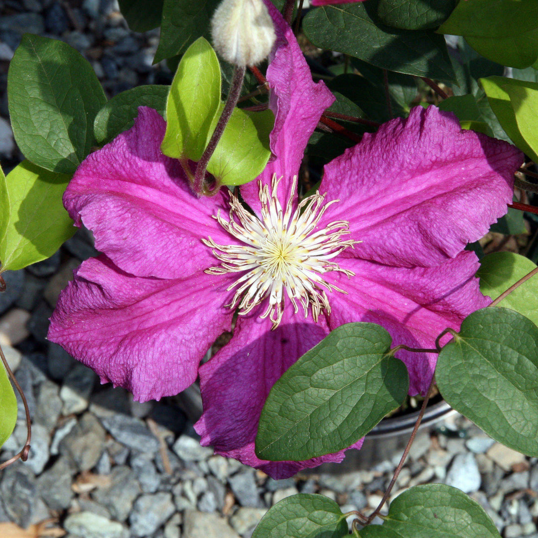 Clematis 'Ernest Markham' ~ Ernest Markham Clematis