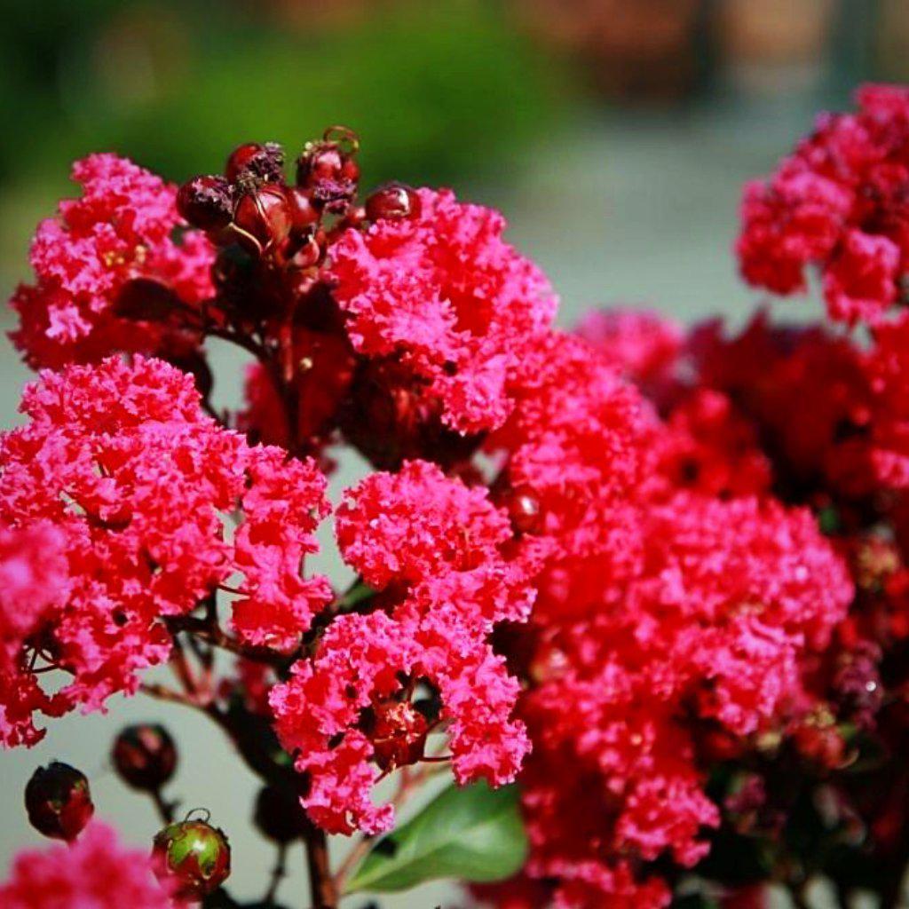 Lagerstroemia indica 'Whit III' ~ Pink Velour® Crape Myrtle