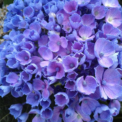 Hydrangea macrophylla 'SMHMES14' ~ Let's Dance® Rhythmic Blue® Hydrangea