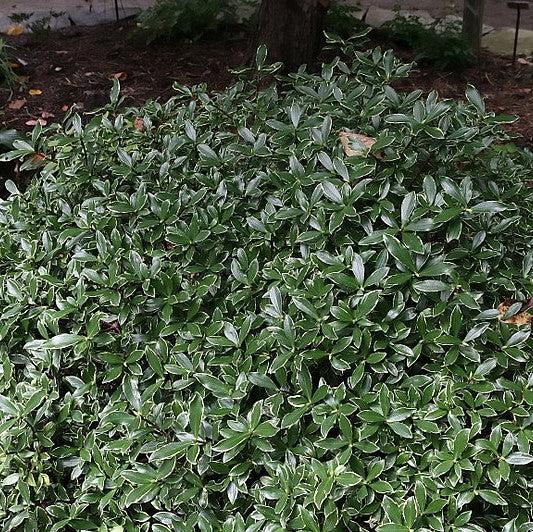Daphne odora 'Aureomarginata' ~ Gold-Edged Winter Daphne