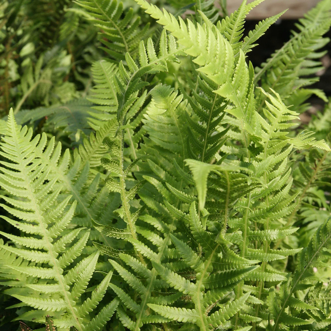 Thelypteris decursive-pinnata ~ Japanese Beech Fern