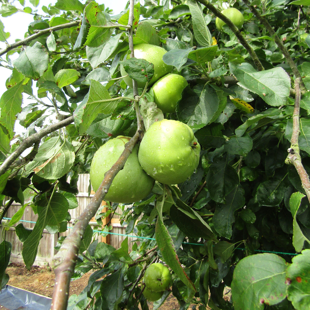 Malus domestica 'Granny Smith' ~ Granny Smith Apple