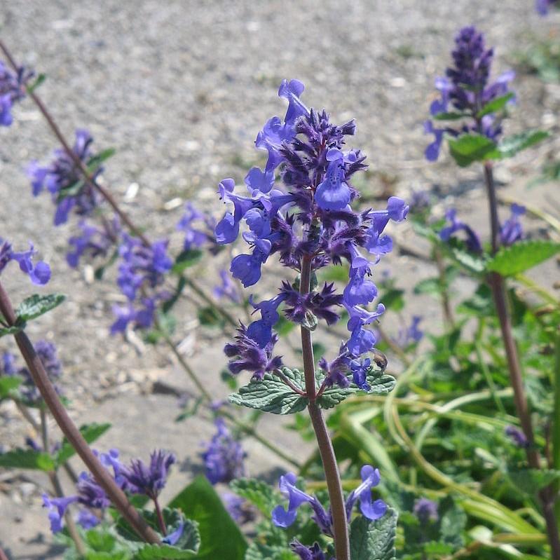 Nepeta x faassenii 'Purrsian Blue' ~ Purrsian Blue Catmint