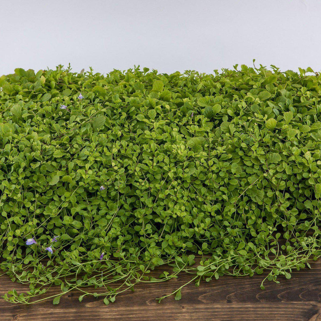 Mazus reptans ~ Creeping Mazus