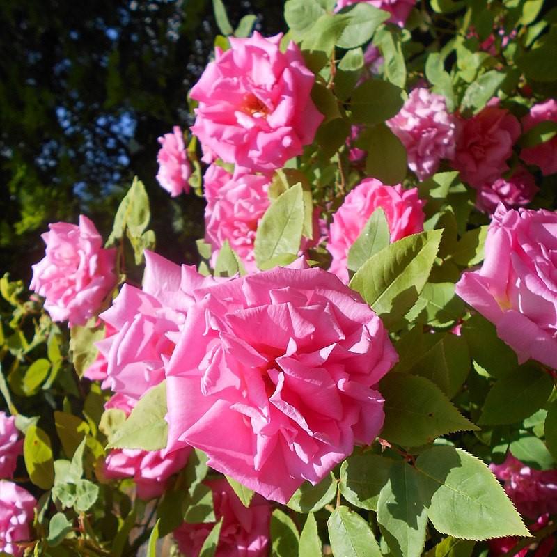 Rosa 'Zéphirine Drouhin' ~ Zéphirine Drouhin Rose