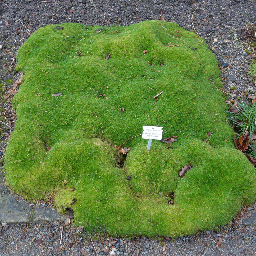 Sagina subulata ~ Irish Moss