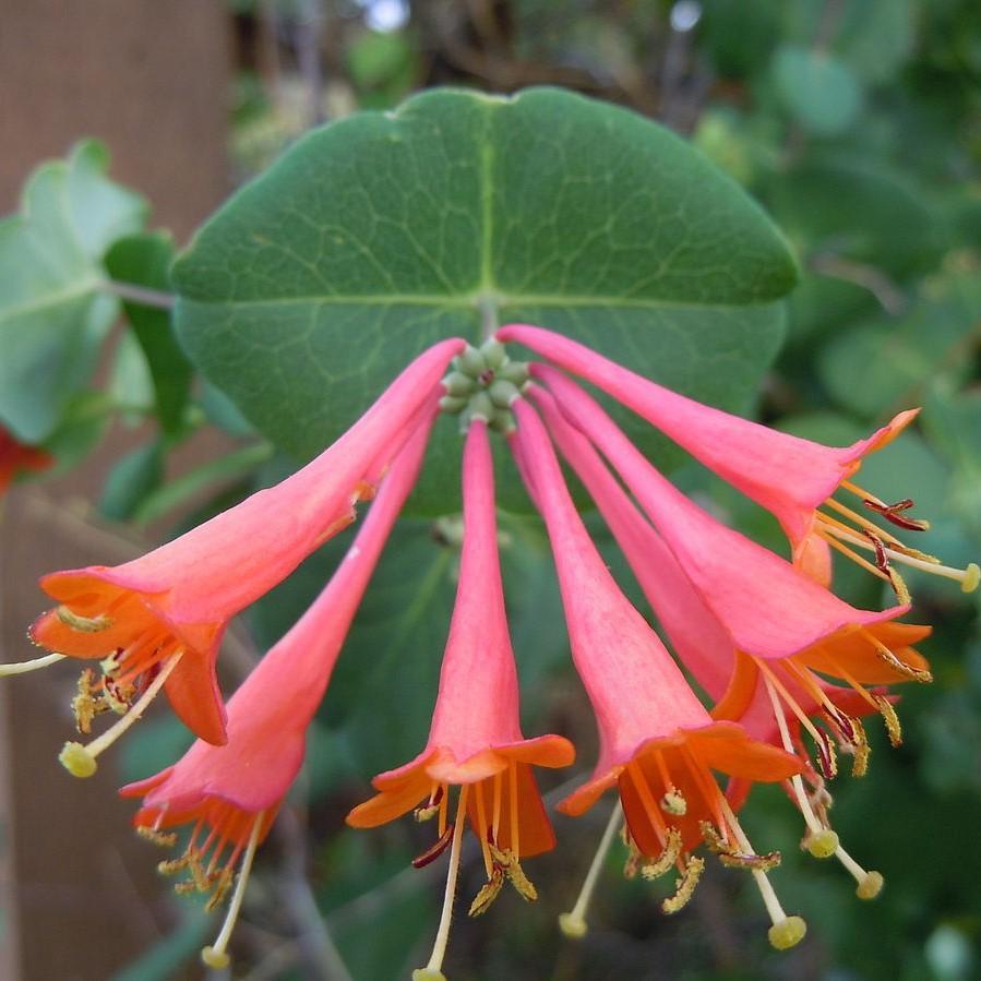 Lonicera x brownii 'Dropmore Scarlet' ~ Dropmore Scarlet Honeysuckle