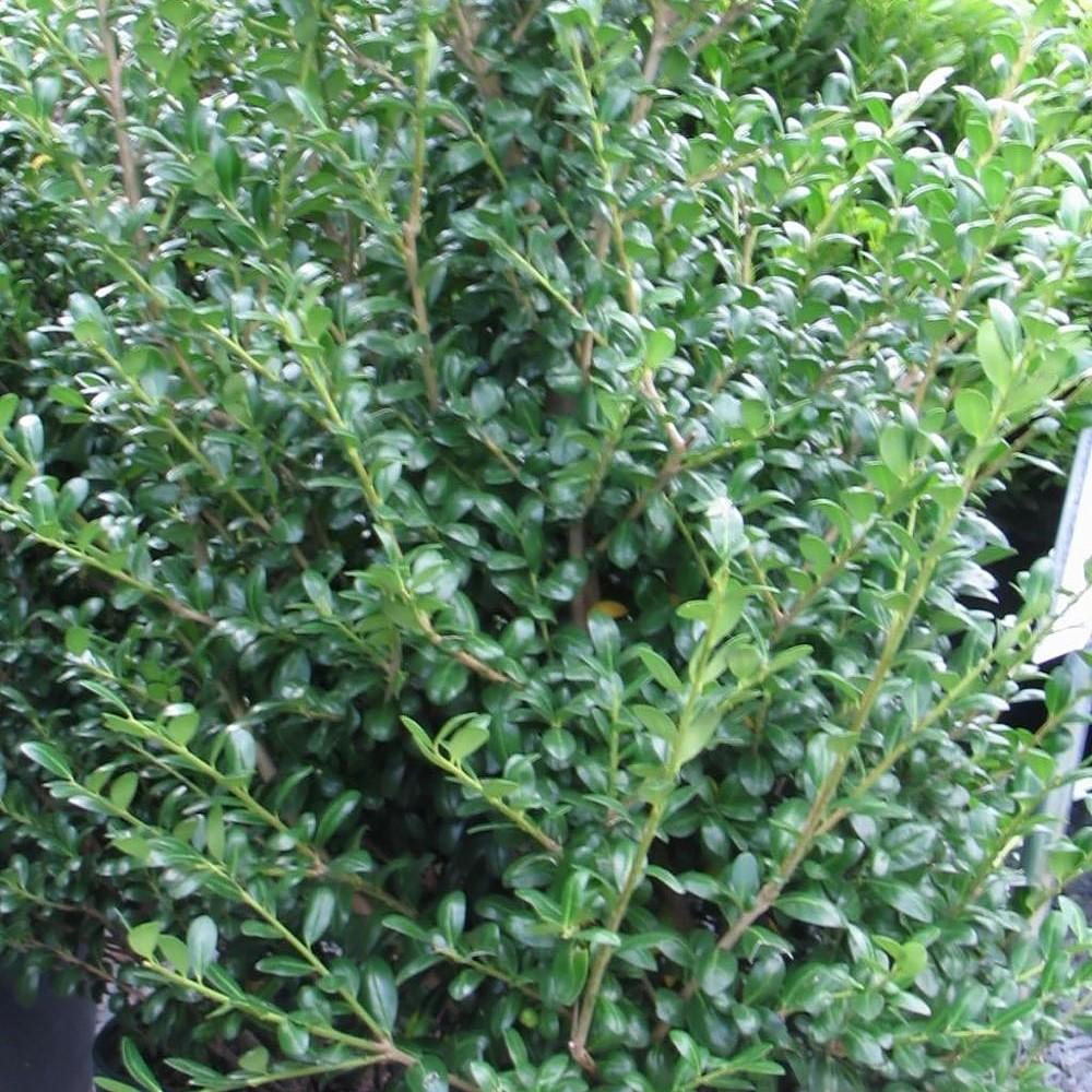 Ilex crenata 'Chesapeake' ~ Acebo japonés de Chesapeake