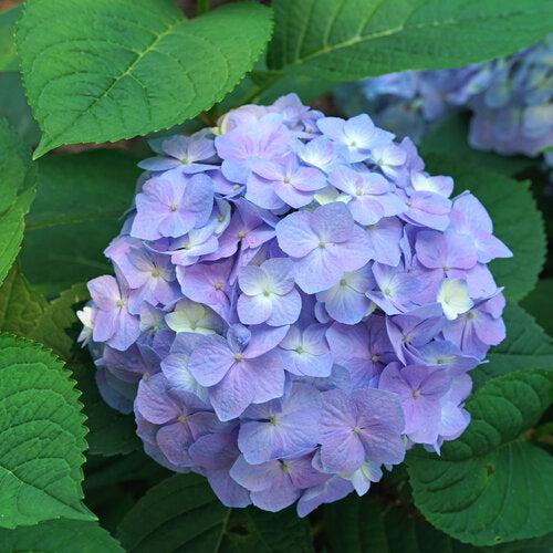 Hydrangea macrophylla × serrata 'SMNHSME' ~ Let's Dance® Sky View® Hydrangea