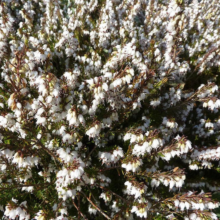 Erica x darleyensis 'Mediterranean White' ~ Mediterranean White Heath